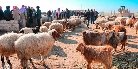 مربو مواشي يستهجنون سماح وزارة الزراعة باستيراد (120) ألف رأس من الأغنام السورية ويحذّرون من الاوبئة #عاجل - ميديا سبورت