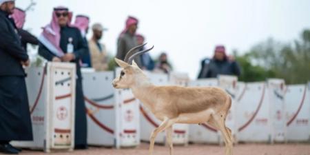 الحياة الفطرية يطلق 10 ظباء ريم في متنزه الزلفي الوطني ضمن جهود الاستدامة البيئية - ميديا سبورت