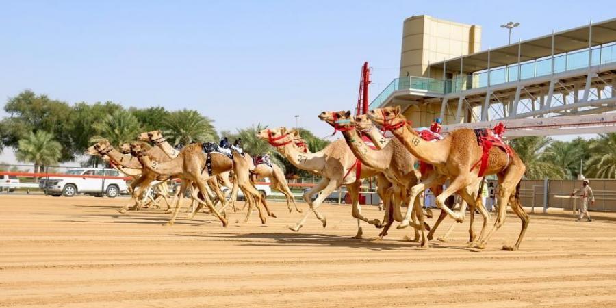 ختام مثير لمنافسات هجن الشيوخ في مهرجان ولي عهد دبي - ميديا سبورت