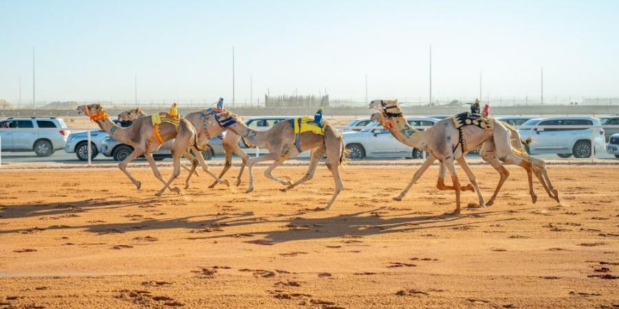 مهرجان خادم الحرمين الشريفين للهجن.. قرية تراثية و70 مليون ريال مجموع الجوائز - ميديا سبورت