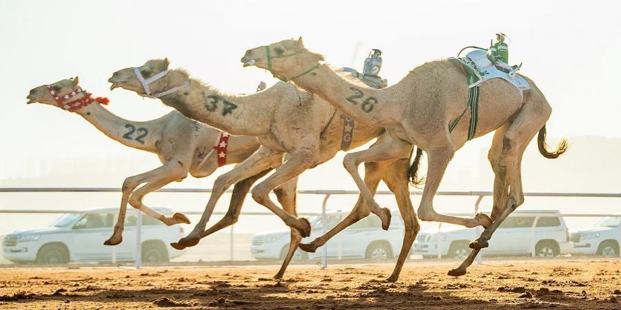 مهرجان خادم الحرمين للهجن.. شاهد ملاك السعودية في الصدارة - ميديا سبورت