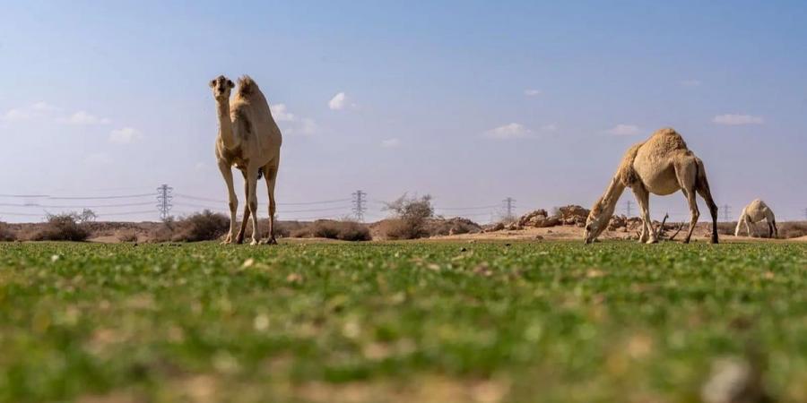 الإبل في فياض غرب رفحاء.. لوحة جمالية تجمع الطبيعة والتراث - ميديا سبورت