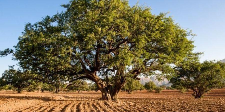 شجرة الأركان كنز طبيعي في المغرب - ميديا سبورت