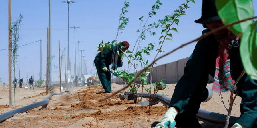 أمانة الطائف تنفذ 136 مبادرة تطوعية لتنمية الغطاء النباتي - ميديا سبورت