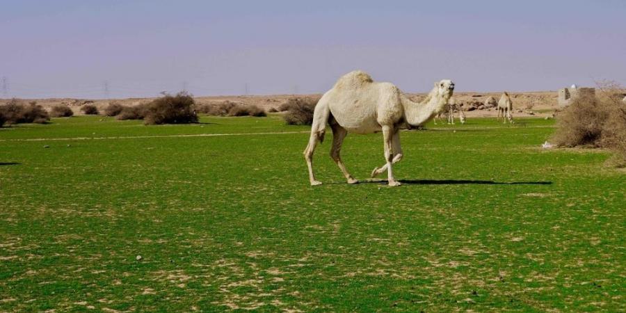 الإبل في فياض غرب رفحاء.. لوحة جمالية تجمع الطبيعة والتراث - ميديا سبورت