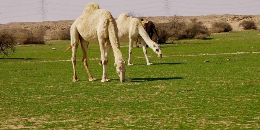 الإبل في فياض غرب رفحاء.. لوحة جمالية تجمع الطبيعة والتراث - ميديا سبورت