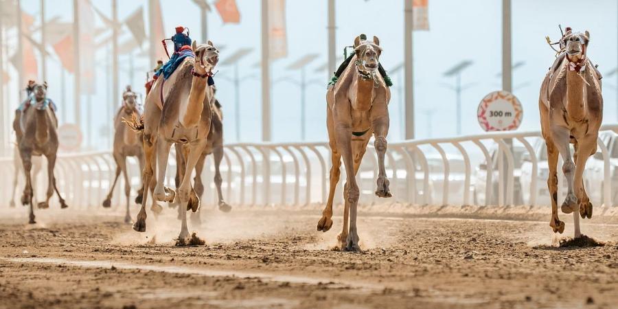 ارتفاع أعداد المشاركين في مهرجان خادم الحرمين الشريفين للهجن 2025 - ميديا سبورت