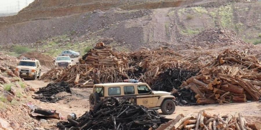 المدينة المنورة.. ضبط مواطن مخالف لنظام البيئة لنقل الحطب المحلي - ميديا سبورت