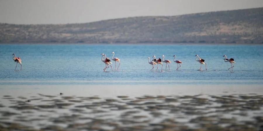 تسجيل 10 آلاف طائر مائي في محمية جزر فرسان - ميديا سبورت