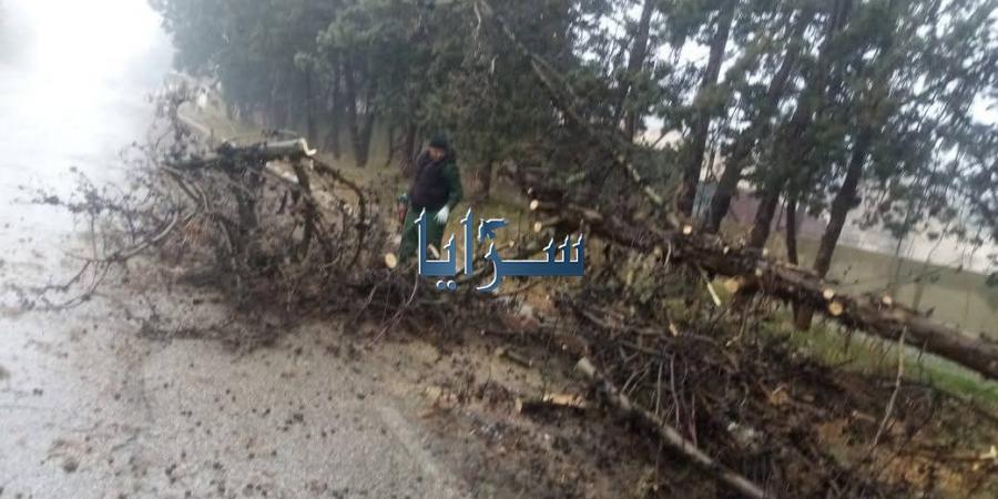 بالفيديو .. سقوط شجرة حرجية على الشارع العام في الشوبك - ميديا سبورت