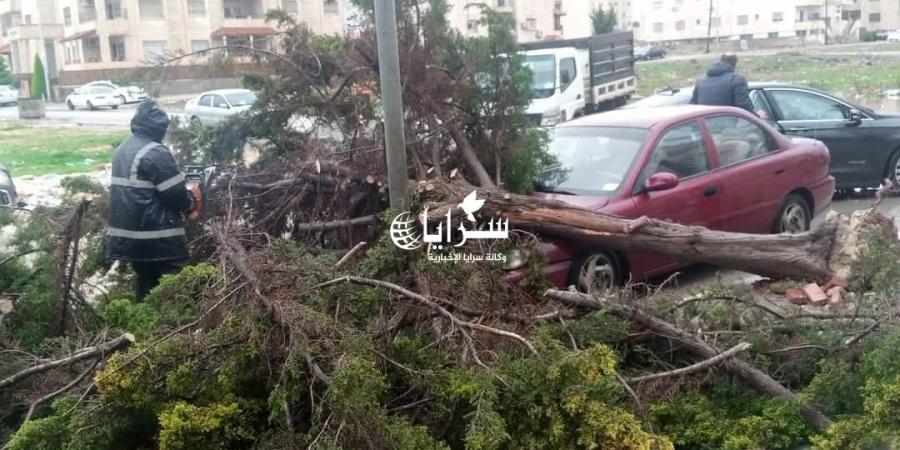 بالصور .. سقوط شجرة على عدد من المركبات في إربد - ميديا سبورت