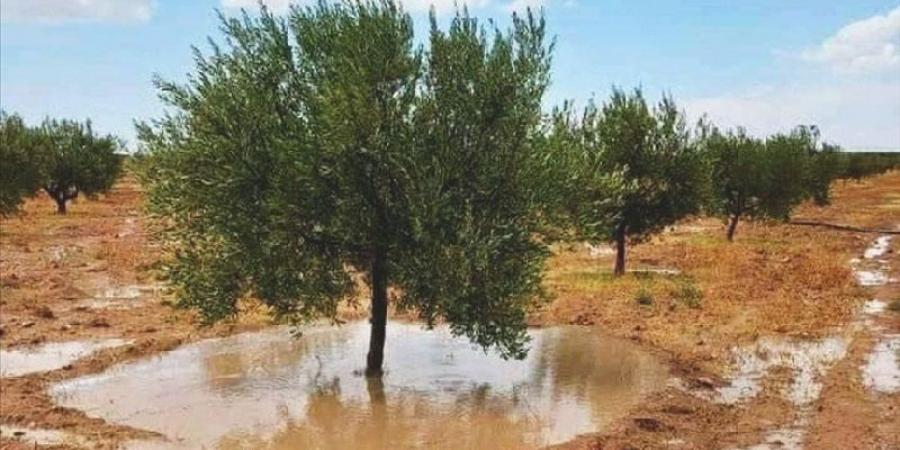 اعلاها بنفطة.. كميات الامطار المسجلة منذ صباح اليوم - ميديا سبورت