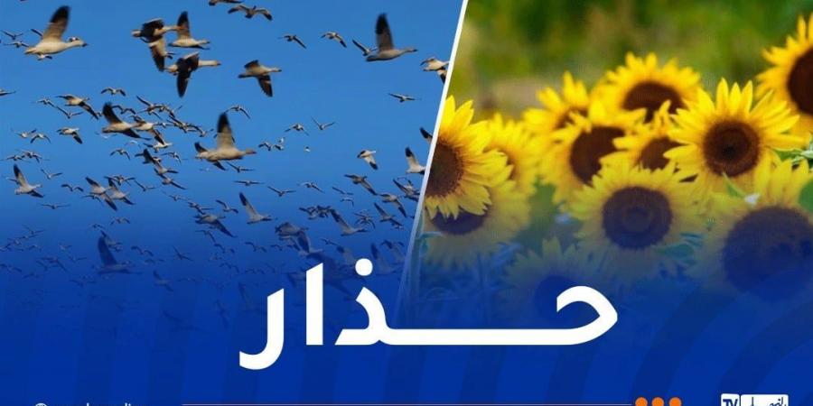 تحذيرات من وجود طيور ضارة على محصول عباد الشمس في أربع ولايات - ميديا سبورت