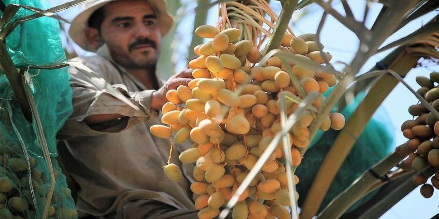 إعفاء العمالة الوافدة في القطاع الزراعي من الاشتراك بتأمين الشيخوخة والعجز الكلي - ميديا سبورت