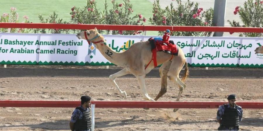 هجن الرئاسة تحصد سيف البشاير الذهبي في عُمان - ميديا سبورت