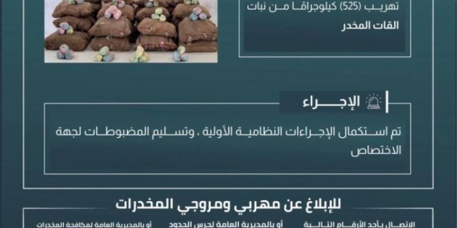 حرس الحدود بعسير يحبط تهريب (525) كيلوجرامًا من القات المخدر - ميديا سبورت