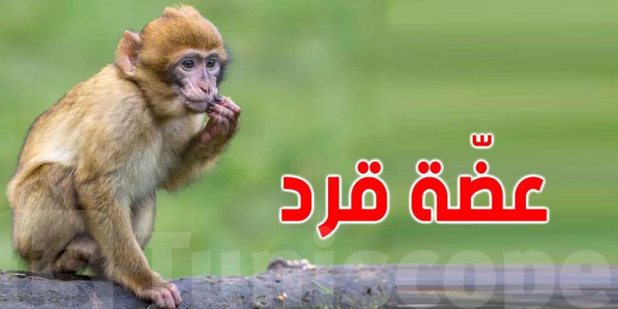 تونس: هكذا هاجم القرد طفل ال 5 سنوات - ميديا سبورت